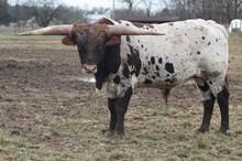 Lucky Lady/Powerwagon bull